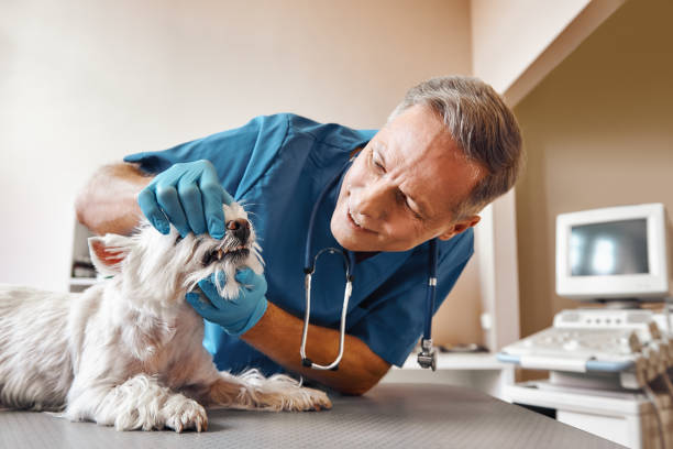 Best 24-Hour Emergency Dental Care in University Park, TX